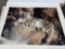 Print Ghost Cat-Snow Leopard By Robert Bateman