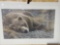 Print Grizzly at Rest by Robert Bateman