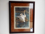 Framed White Elegance-Trumpeter Swans by Carl Brenders