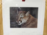 Print Close Up- Cougar by Carl Brenders