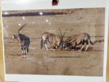 Print Gemsbok Namibia by Tom Soucek