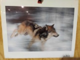Print Wolf Shots by John Hyde