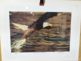 Print Southeast Alaska Bald Eagle Dive