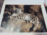 Print Ghost Cat-Snow Leopard By Robert Bateman