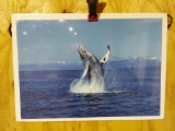 Print Nature Bears and Humpback Whale