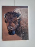 Canvas Bison