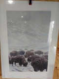 Print Winter Grazing-Bison by John Seerey-Lester