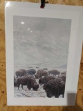 Print Winter Grazing-Bison by John Seerey-Lester