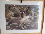 Print The Survivors -Canada Geese by Carl Brenders