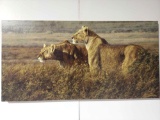 Canvas Lioness in Wait