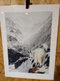 Print Mountain Goats & The Provider by Ed Tussey