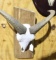 One European Aoudad Ewe skull mount. In good condition.
