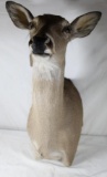 One Whitetail doe shoulder mount. In very nice condition.
