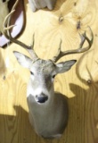 One 9 point left turn Whitetail shoulder mount. In very nice condition.