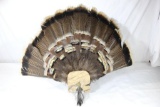 One Turkey tail and beard mount on hand made mount. In good condition.