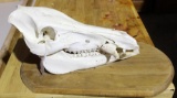 One European boar skull mount. In good condition.