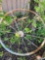 Single large iron wagon wheel