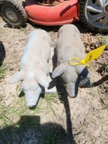 pair of... pigs yard art