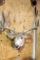 5 x 5 mule deer wall mount. Will not ship, pick-up only.