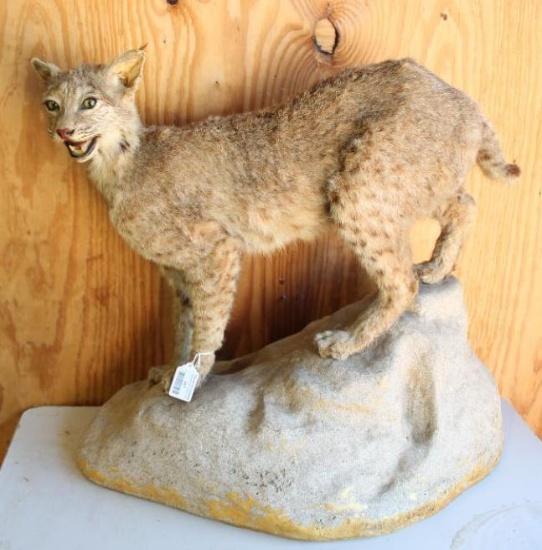Table top Bobcat mount.