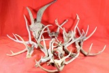 Box of deer antlers.