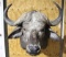 Cape buffalo shoulder mount.
