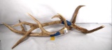 One set of Red deer antlers