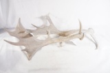 Set of fallow deer antlers