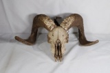 One sheep skull.