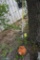 One Stihl lawn edger, weed eater. Used. Runs per cosigner.