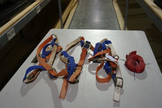 Three nylon halters used, and one red nylon strap.