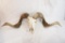Sheep skull with horns