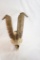 Ibex skull with horns