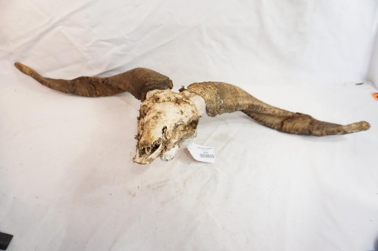 Catalina skull with horns