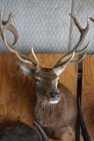 Red deer shoulder mount