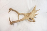 Pair of fallow deer antlers