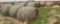 Grass Hay Round Bales