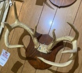 Mounted Antlers