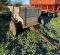 Wooden Flare Wagon w/ IHC Endgate Seeder