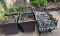 Wrought Iron plant stand & 4 metal planters