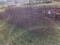 16' Cattle Wire Fence Panel