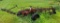 IH #16 4-14 Plow