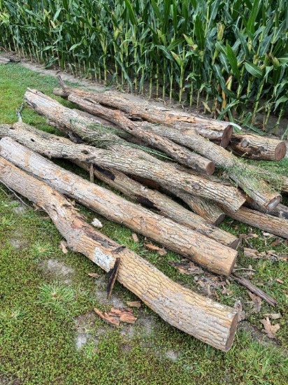 hedge line post, cut Nov '23