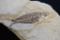 Fossilized Fish in Stone