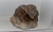 Rare large Specimen of Dog Tooth Calcite