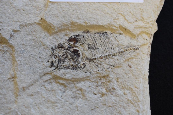 Fossilized Fish 12" x 9 1/4"