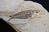 Fossilized Fish in Stone