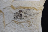 Fossilized Fish 12