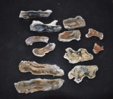 12 Slices ( cut halves) matched Fossilized Coral 2 lb 1.5 oz total