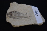 Fossilized Fish Speciman 6 1/2 in x 4 1/2 in overall